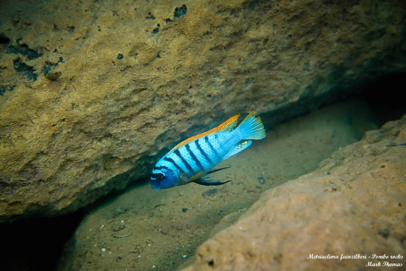Maylandia fainzilberi 'Pombo Rocks'